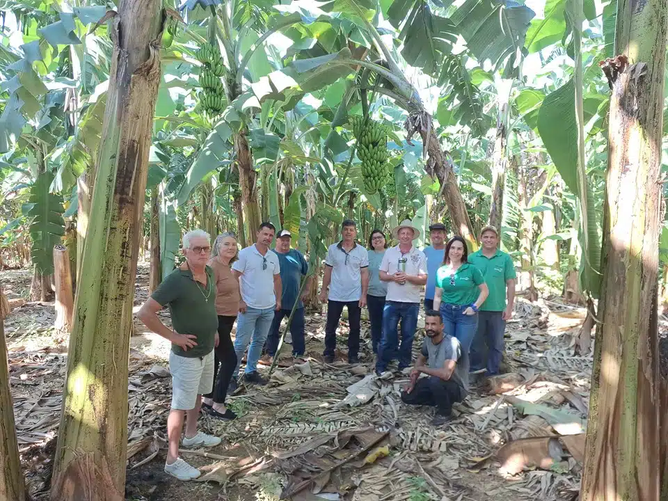 Produtores do ES Descobrem Nova Variedade de Banana Ambrosia