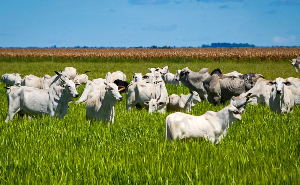 Tocantins: Agronegócio É Responsável por 99% das Exportações e Se Destaca na Região Norte