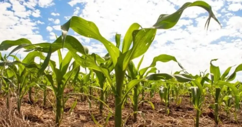 Transição Climática: Riscos no Agronegócio e Alerta para El Niño em 2026