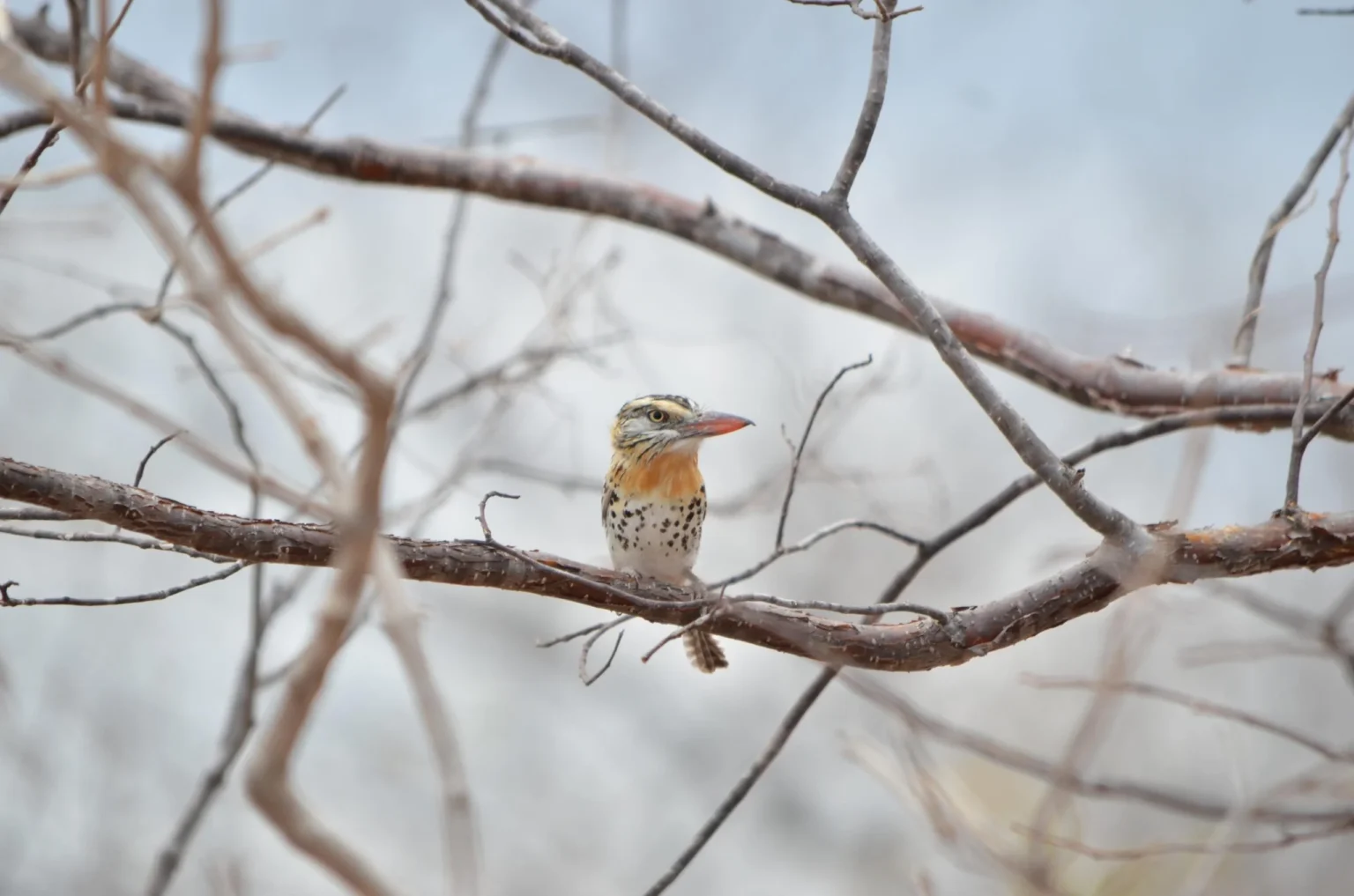 Turismo de Observação de Aves em Paulo Afonso: Um Novo Rumo para a Conservação Ambiental Turismo de Observação de Aves em Paulo Afonso: Um Novo Rumo para a Conservação Ambiental