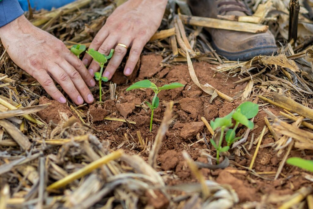 Agro de Mato Grosso: Empregos Dobram e Setor se Consolida como Motor Econômico