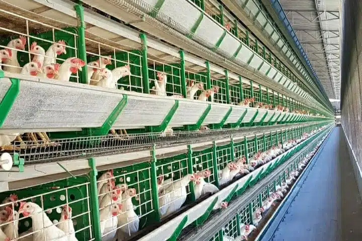 Avicultura Capixaba: A Impressionante Produção de Ovos em 2024