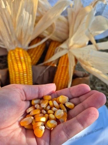 Crescimento do Agronegócio em Santa Catarina: R$ 74,9 Bilhões em 2025