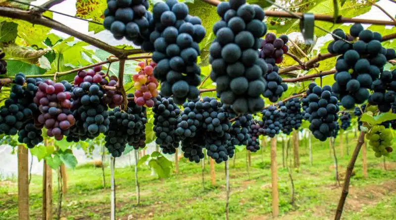 Espírito Santo Identifica Regiões Promissoras para Cultivo de Uva de Inverno e Vinhos de Alta Qualid