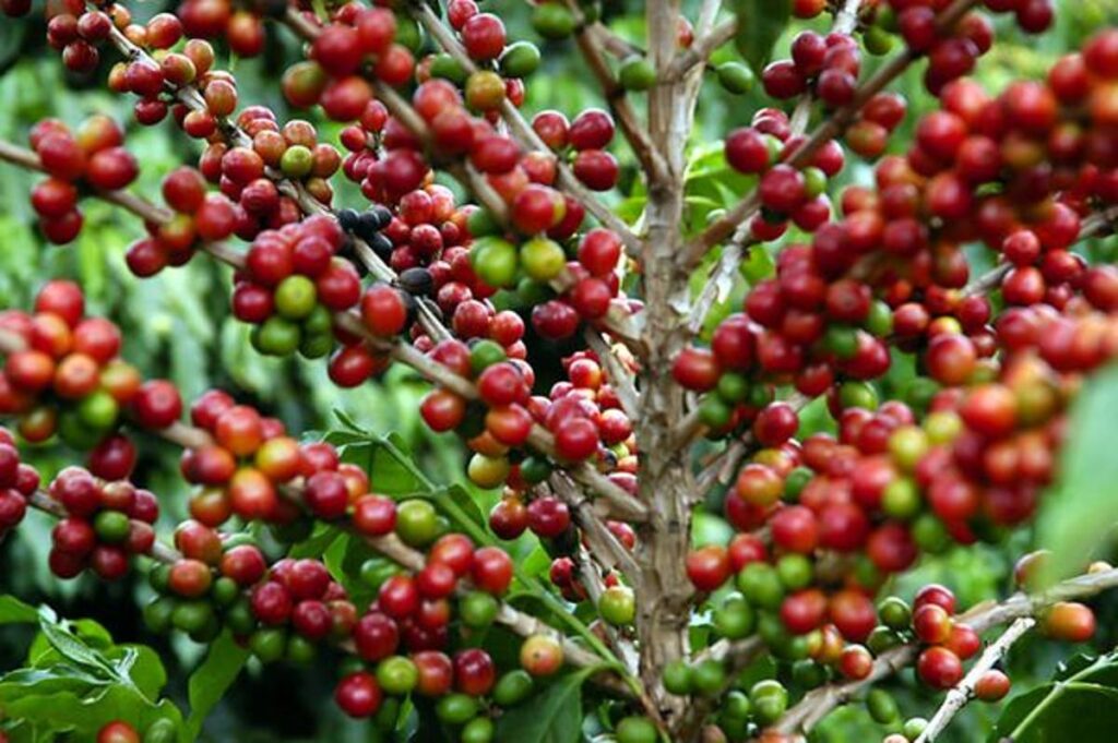 Recordes do Agronegócio Capixaba: Construindo Segurança Jurídica para o Futuro