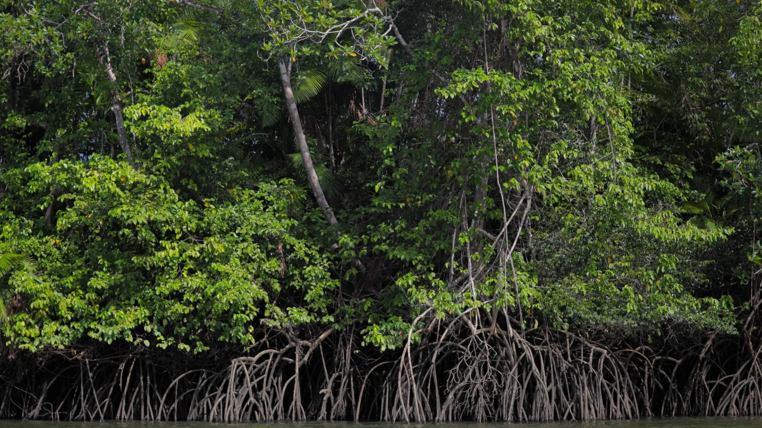 Carbono Azul: O Segredo do Oceano para Combater a Crise Climática e Proteger Costas