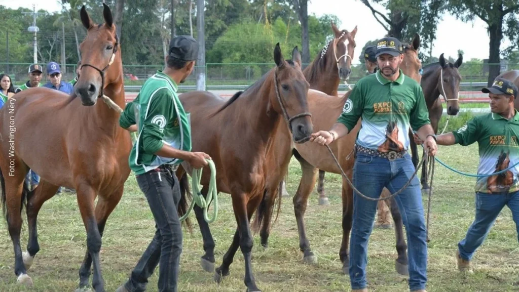 Expo Portal 2026 em Feira de Santana reúne 250 animais e fortalece agronegócio e setor equestre