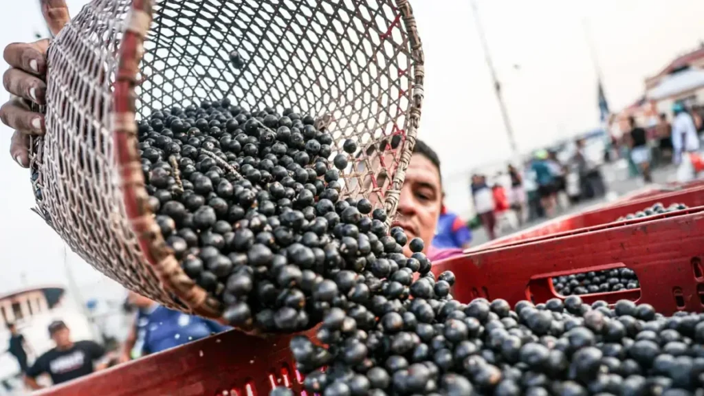 Produção de 30 mil toneladas de açaí movimenta 1/3 da economia agrícola do Amapá em 2025