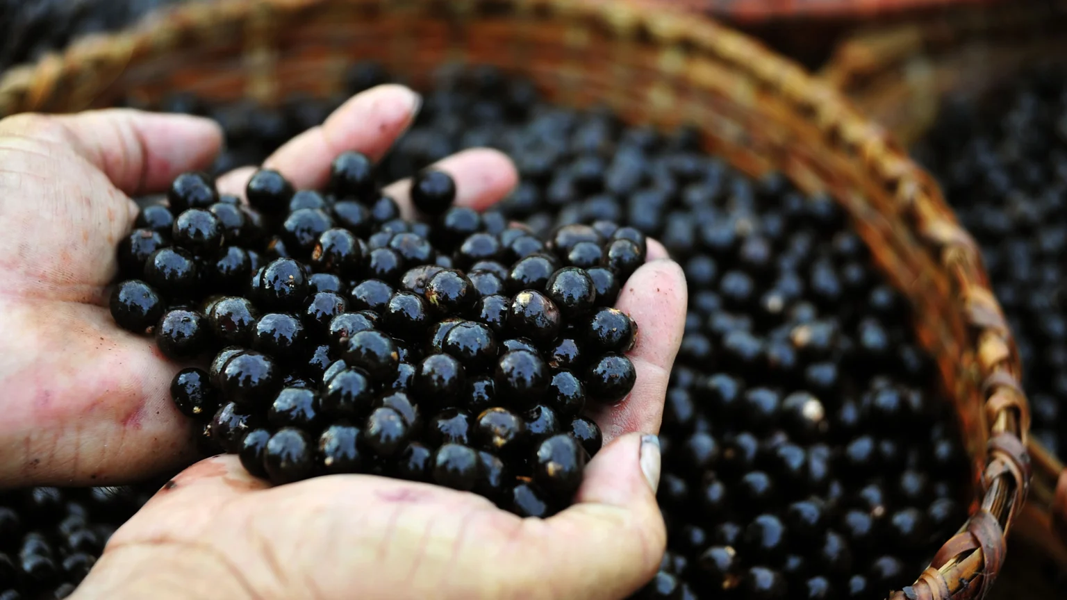 Produção de 30 mil toneladas de açaí impulsiona economia agrícola do Amapá Produção de 30 mil toneladas de açaí impulsiona economia agrícola do Amapá